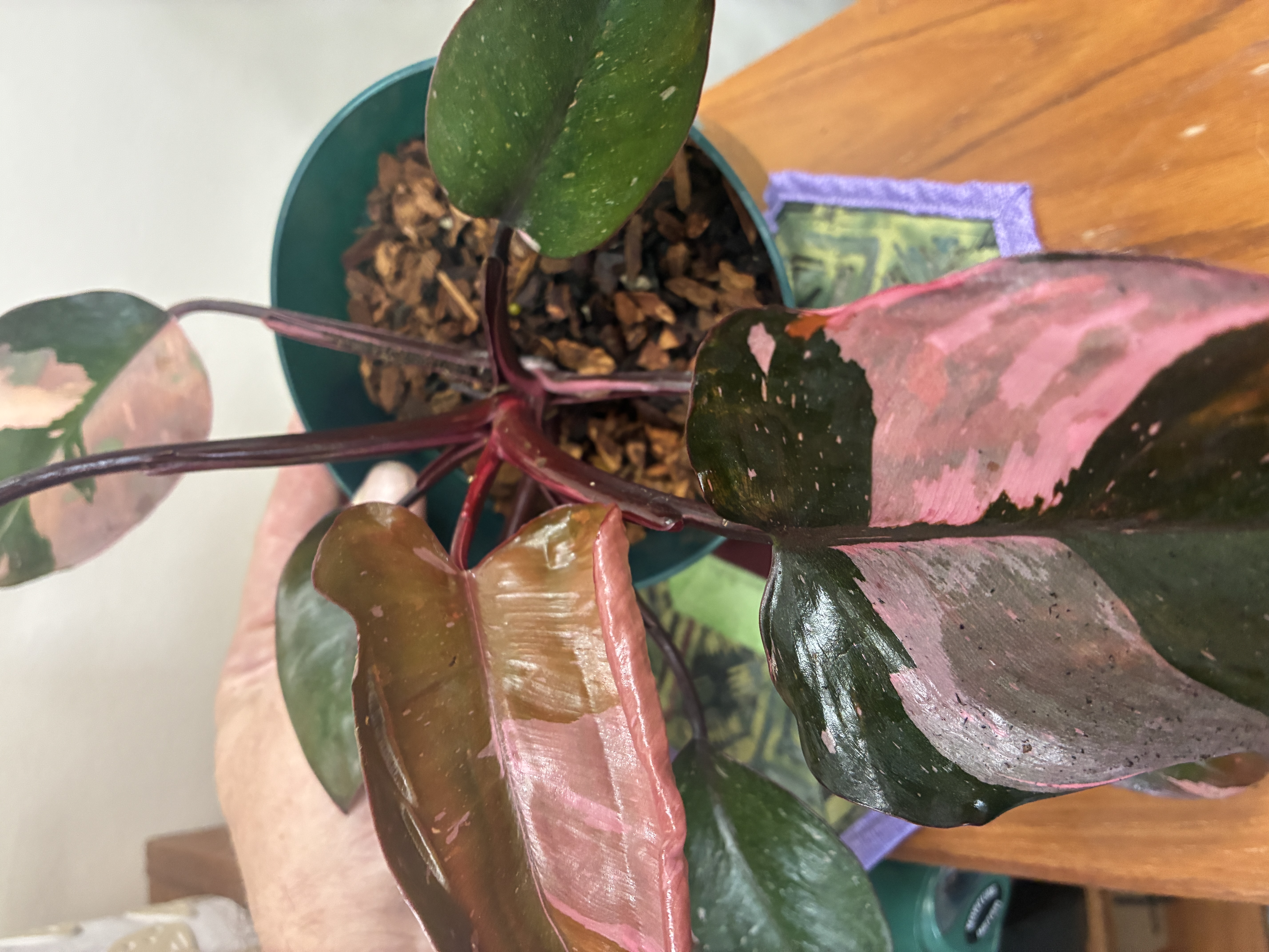 Philodendron Pink Princess