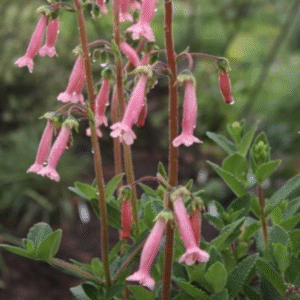 sinningia tubiflora